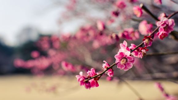 为什么流行圆角屏幕
